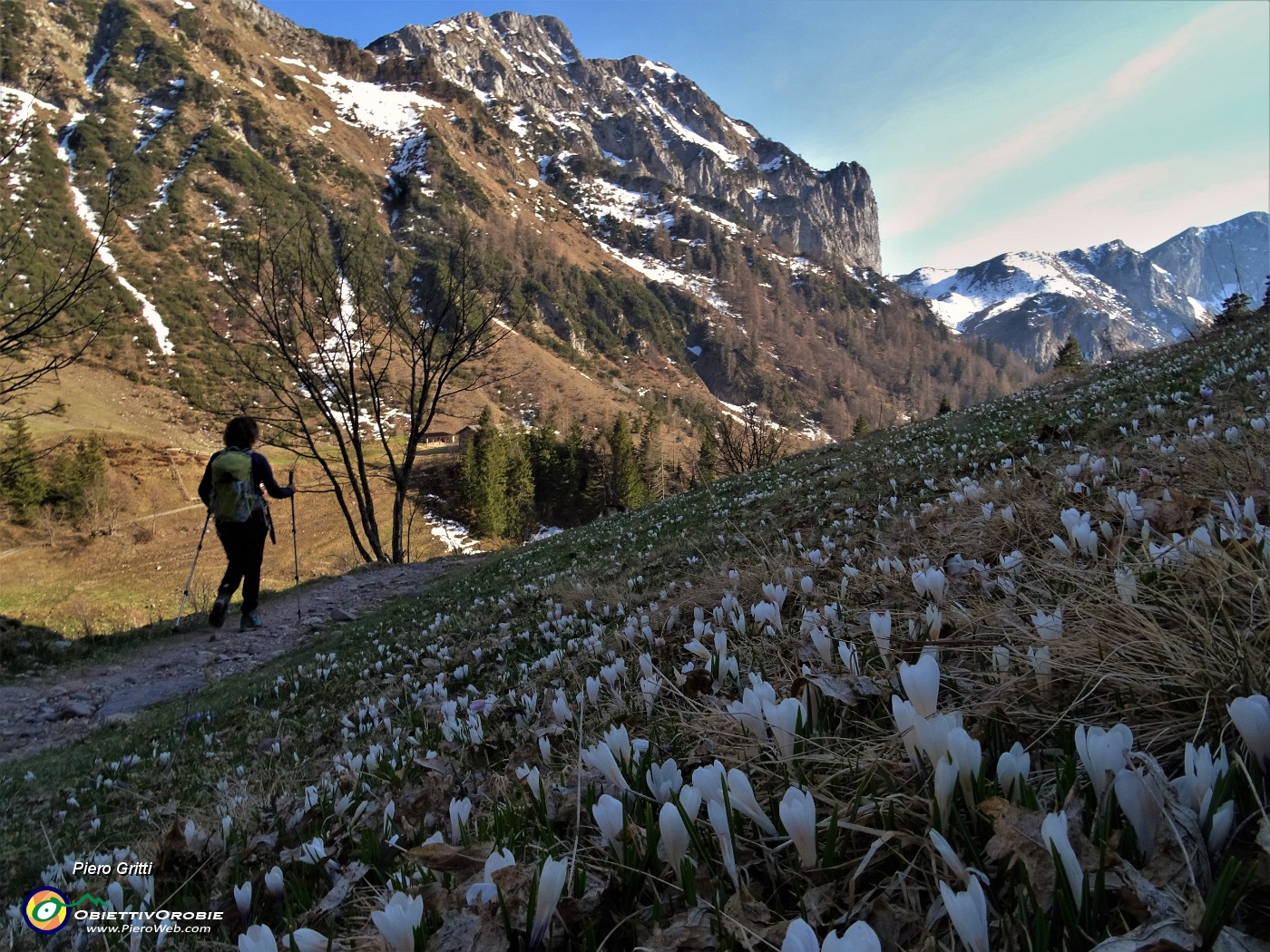 78 Corno Branchino baciato dal sole con bianchi Crocus vernus in ombra.JPG